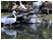 Pelikane am Teich